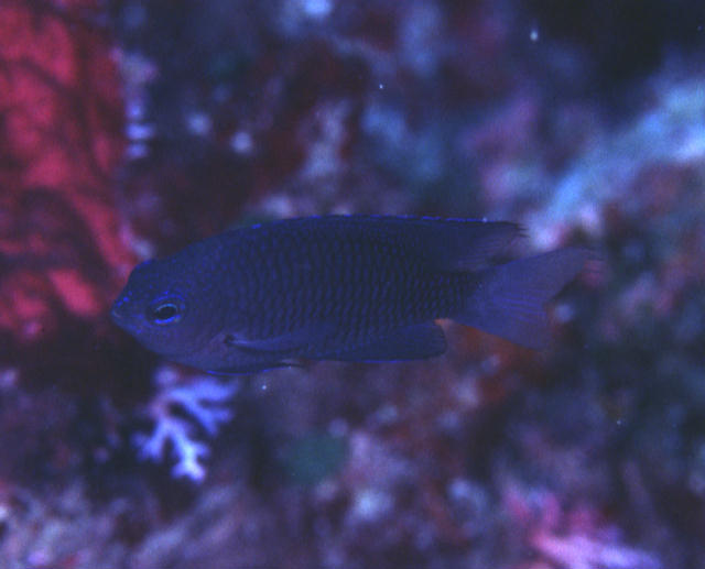 Pomacentrus emarginatus